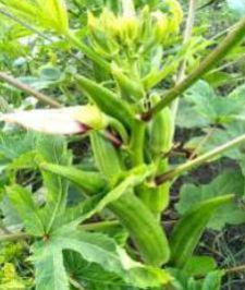 OKR-US107 Hybrid Okra Seeds