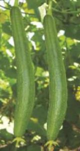 SG-NN3088 Hybid Sponge Gourd Seeds