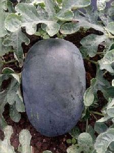 WM-MA8025 Hybrid Watermelon Seeds