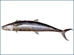 Fresh Spotted Spanish Mackerel Fish