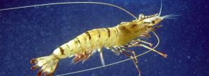 Fresh Tiger Prawn