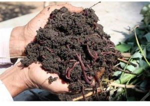 25Kg Vermicompost Fertilizer