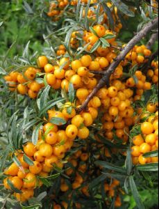 Sea Buckthorn