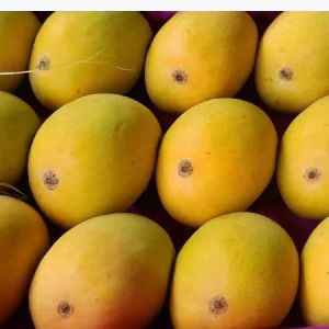 Devgad Alfanso Mangoes