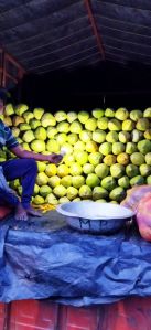 Fresh Coconut