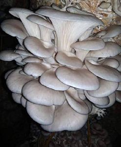 Fresh Oyster Mushroom