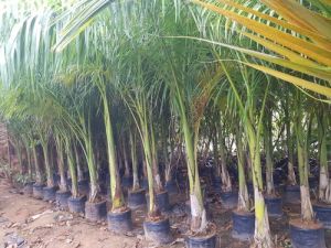 Royal Palm Plant