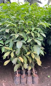 Tabebuia Rosea Plant