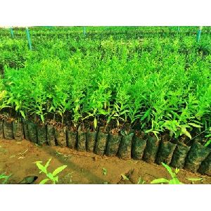 White Sandalwood Plants