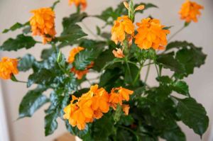 Crossandra Plants