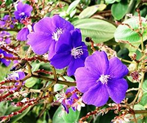 Tibouchina Plants