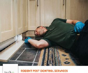 Rodent Pest Control Services Near me in Chennai