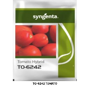 TO-6242 TOMATO