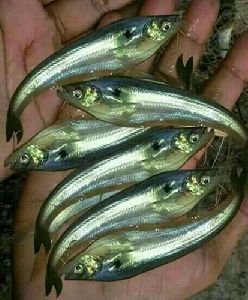 Pabda fish seed