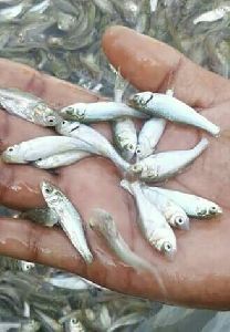 Silver Carp Fish Seed