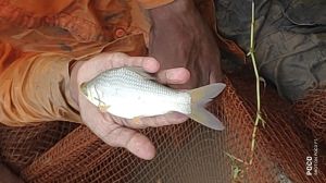 rohu fish seed