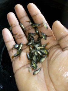 Tilapia Fish Seed