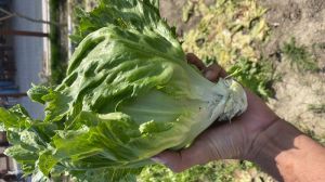 Fresh Iceberg Lettuce