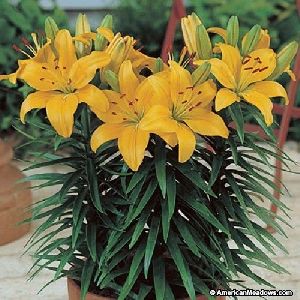 asiatic lily bulbs