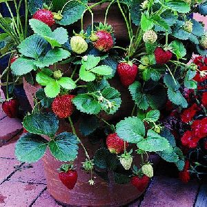 Strawberry Plants