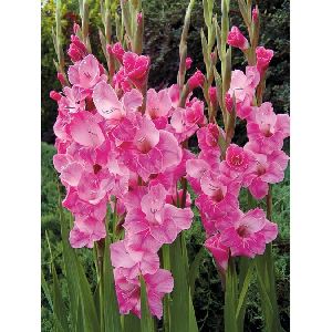 Gladiolus Pink Flower Bulbs