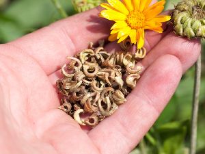 CALENDULA Flower Seeds