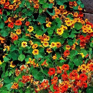 NASTURTIUM MIX Flower Seeds