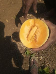 muskmelon