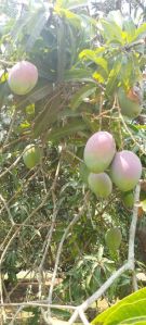 Sundari Mangoes