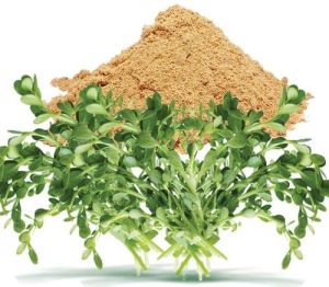 Bacopa Monnieri Extract