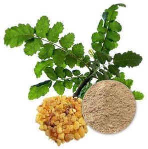 Boswellia Serrata Extract