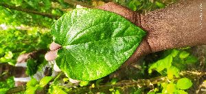 Betel Leaves