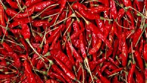 HPH 5531 - Syngenta Red Chilli