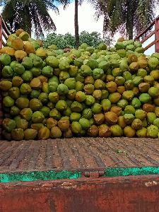 Fresh Tender Coconut