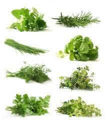 culinary herbs