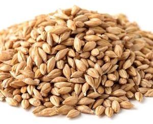 Barley Seeds