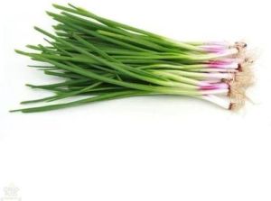 Fresh Spring Onion