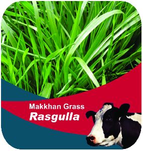 Makkhan Grass Rasgulla Forage Seeds