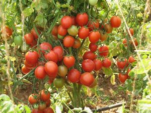 Res. Vishnu Navodya Tomato Seeds