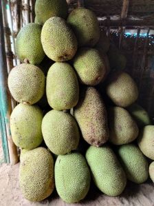 Fresh Green Jackfruit