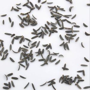 Cineraria Seeds