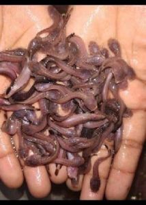 Desi Mangur Fish Seed