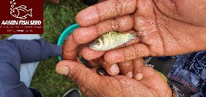 Katla Fish Seed