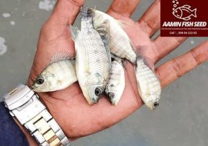 Tilapia Fish Seed