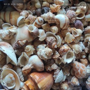 Mixed sea shell