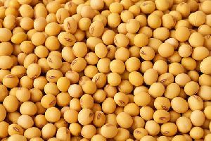 Soybean