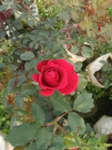 Rose Plant