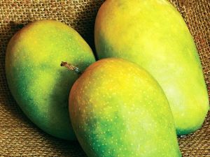 Fresh Mangoes