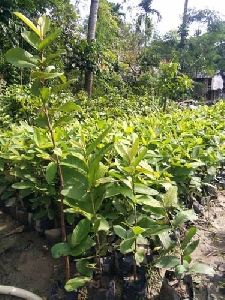 Guava Plants