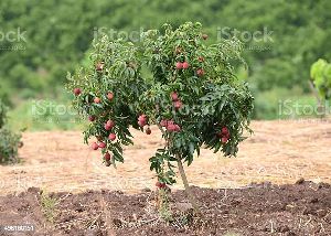 Litchi Plants